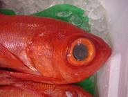 Рыба на рынке Цукидзи