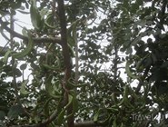 Кипрское ноу-хау - "хлебное дерево"