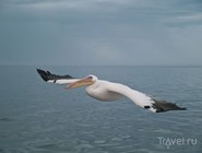 Пеликан в заливе Уолфиш-Бей