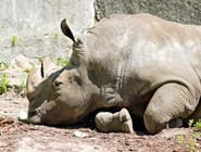 Редкий белый носорог