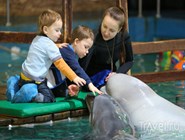 Общение с дельфинами