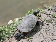 Черепаха на берегу пруда в парке Фрунзе