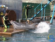 Дельфинарий в Большом Утрише