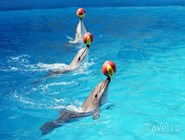 Представление в дельфинарии "Аква-Мир"