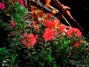 Цветущие азалии в ботаническом саду