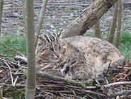 Дальневосточный лесной кот, обитатель Уссурийского заповедника