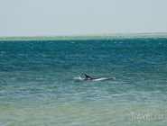 В Сенном можно увидеть самого настоящего дельфина