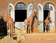 Жирафы в Лондонском зоопарке