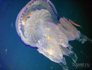 Великолепная черноморская медуза