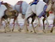 Верблюжьи бега на Nad Al Sheba Camel Racetrack