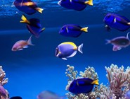 Тропические рыбки - обитатели коралловых рифов
