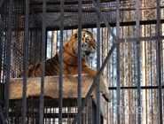 Тигр в зоопарке в Абзаково