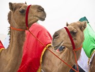 Верблюды на фестивале в Аль-Гарбии 