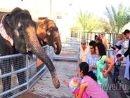 Кормление слонов в Emirates Park Zoo