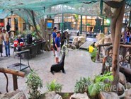 Представление с морскими котиками в Emirates Park Zoo
