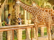 Встреча с жирафами в Emirates Park Zoo