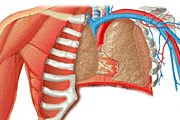 Фото: anatomy.net.ru