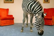 Фото: GettyImages