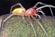 Cheiracanthium punctorium. Фото: chinadaily.com.cn