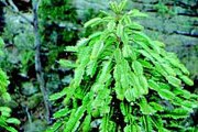 Wollemia nobilis. Фото: Cech.ru