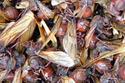 Широкозадые муравьи. Фото: hormigasculonas.com