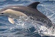 Фото: pacificinfo.ru