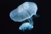 Аурелия. Фото: GettyImages