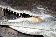 Нильский крокодил. Фото: ekzotika.com