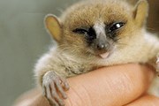 Фото: photos.mongabay.com