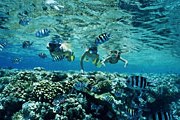В Красном море. // GettyImages