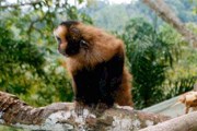 265 видов животных в Боливии - на грани исчезновения. // Travel.ru