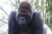 Горилл поселили на острове, чтобы защитить поля крестьян. // mishuna.image.pbase.com