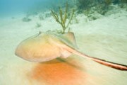 Посетители смогут совершить прогулку по морскому дну. // GettyImages