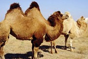 Индийских фермеров спасут туристы. // turksib.com