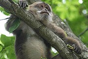 Тибетские макаки могут стать вымирающим видом. // The Animal Diversity Web