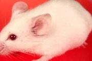 Стая мышей вызвала панику в самолете // petwebsite.com