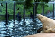 В пражском зоопарке подорожают билеты. // zoopraha.cz