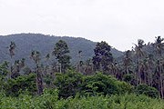 Банка горного воздуха стоит $0,85. // thaiproperty.ru