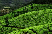 Чайная плантация в Керале. // pixelmaze.ca