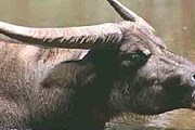 Индийский буйвол относится к числу наиболее крупных быков. // floranimal.ru