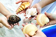 В США детей научат собирать ракушки. // GettyImages