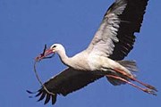 Аисты открывают свои тайны. // harunyahya.com