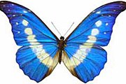 Самая дорогая бабочка в мире - Morpho Helena. // worldinsect.com