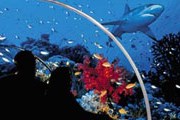 Самый большой океанариум появится в Москве. // schoolhotels.com