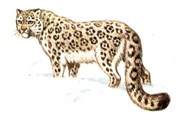 Снежный барс - находящийся под угрозой исчезновения вид. // nature.ok.ru