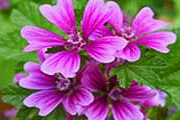 Туристы смогут самостоятельно собирать растения. // aromaticadianese.com