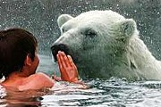 Белые медведи – одни из самых опасных хищников. // fogonazos.blogspot.com