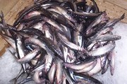 Фестиваль не позволит забыть вкус корюшки. // fish.karelia.ru
