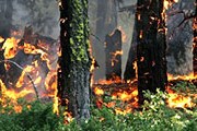 Турцию охватили лесные пожары. // РИА "Новости"
