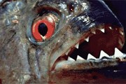 Пираньи кусают купающихся в озере. // ourtx.com